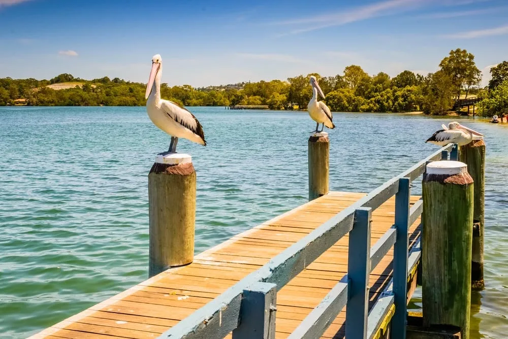 Three Australian Pelicans perch on wooden pylons along a jetty