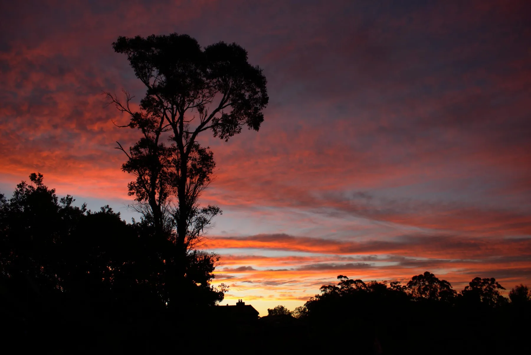A striking silhouette of a tall tree and a dense treeline against a vibrant sunset sky filled with streaked, fiery orange and deep purple clouds.