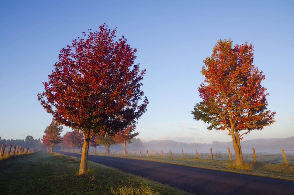 Two vibrant autumn trees with red and orange leaves stand alongside a paved country road, overlooking a misty field and distant hills at sunrise.